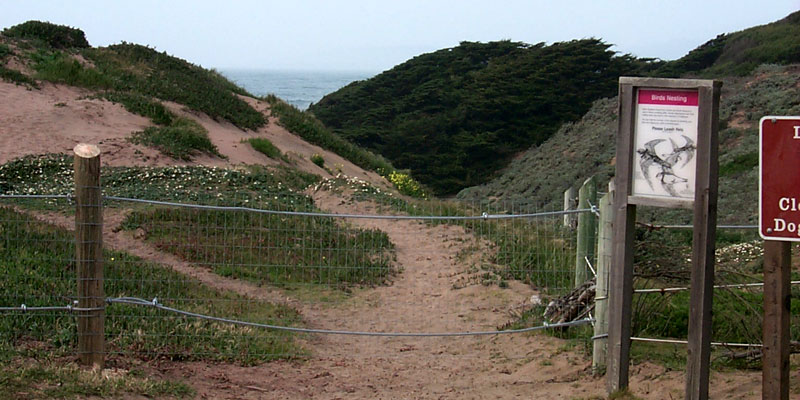 photo of wire mesh and post fence in foreground with sand dunes and trees in background and ocean in the distant background