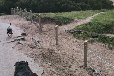 BEGINNING OF IMAGE DESCRIPTION.  IMAGE IS A PHOTOGRAPH SHOWING AN AREA ON THE ROAD NEXT TO WHERE THE NEW FENCE HAS BEEN INSTALLED.  THERE IS A SECTION OF THE ROAD WHERE THE ASPHALT HAS BROKEN OFF IN SLABS AND IS LYING AROUND ON THE SAND NEXT TO THE ROAD,  NO EFFORT APPEARS TO HAVE BEEN MADE TO REPAIR OR REPLACE THIS EROSION DAMAGE.  THERE ARE TWO DOGS AMBLING BY, NEXT TO WHAT WILL BE THE SEASONAL ACCESS GATES THROUGH THE FENCE, WHICH IN THE PHOTOGRAPH ARE NOT YET INSTALLED.    END OF IMAGE DESCRIPTION.