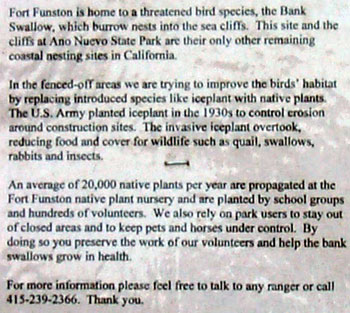 TEXT OF SIGN SAYING: Fort Funston is home to a threatened bird species, the Bank Swallow, which burrow nests into the sea cliffs.  This site and the cliffs at Anno Nuevo State Park are their only remaining coastal nesting sites in California.  In the fenced-off area we are trying to improve the birds' habitat by replacing introduced species like iceplant with native plants.  The U.S. Army planted iceplant in the nineteen thirties to control erosion around construction sites.  The invasive iceplant overtook, reducing food and cover for wildlife such as quail, swallows, rabbits and insects.  An average of 20,000 native plants per year are propagated at the Fort Funston native plant nursery and are planted by school groups and hundreds of volunteers.  We also rely on park users to stay out of closed areas and to keep pets and horses under control,  By doing so you preserve the work of volunteers and help the bank swallows grow in health.  For more information please feel free to talk to any ranger or call 4 1 5, 2 3 9, 2 3 6 6.  Thank you.